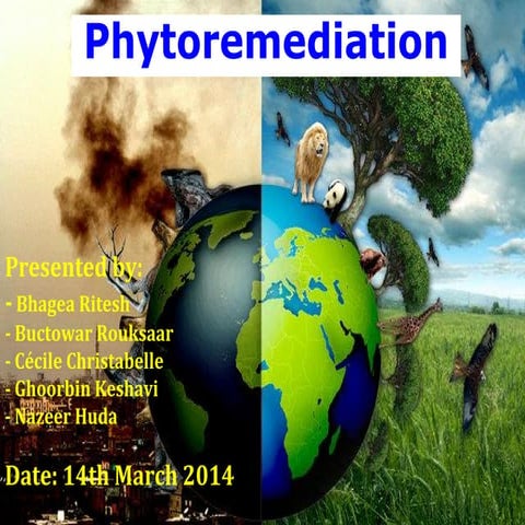 Phytoremediation