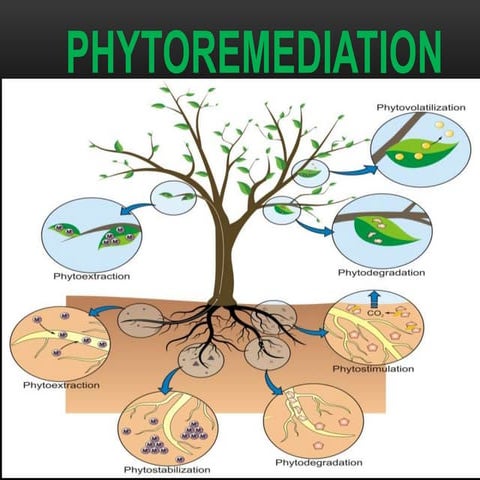 Phytoremediation