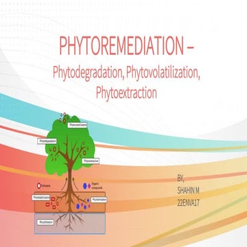 Phytoremediation of soil from pollutants
