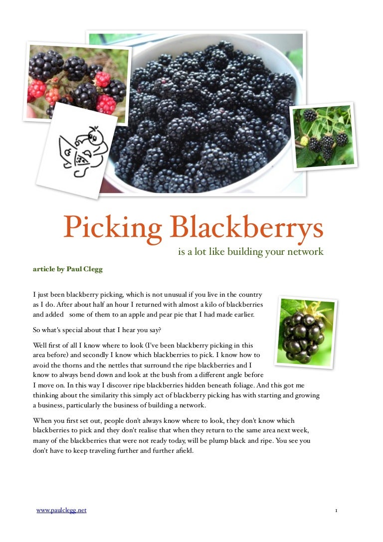 picking blackberries