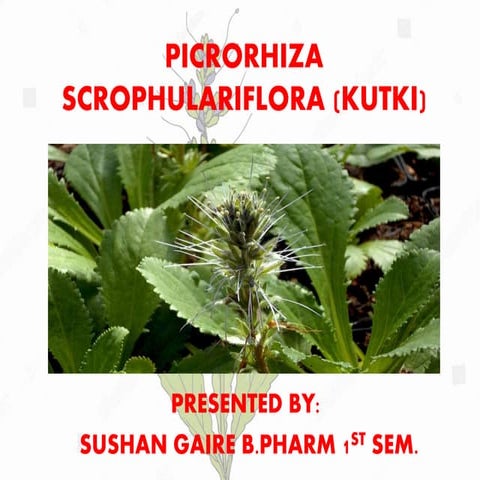 Picrorhiza scrophulariflora (kutki)