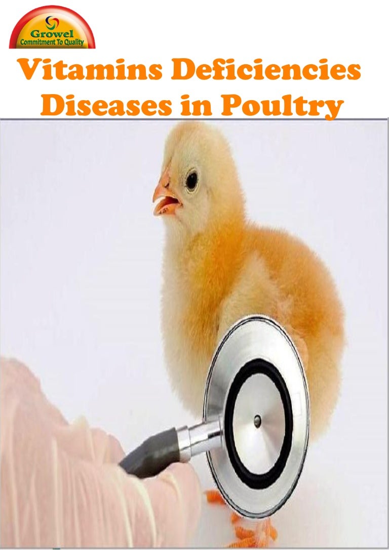 Importance of Vitamins for Poultry.