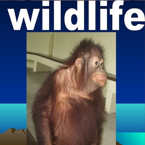 Picture of wild animals class x