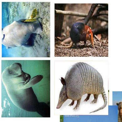  Mammalogy Practical (Msc Zoology) Shared by Abdul Qahar Buneri Abdul Wali kh...