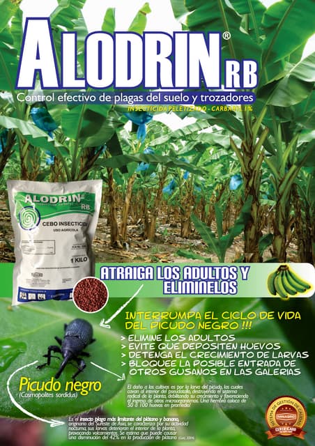 Control Picudo Negro en Plátano y B...