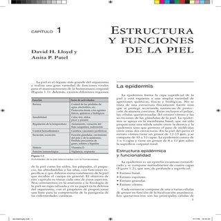 Estructura de la Piel