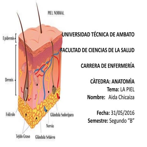 Mapa de anatmia de la piel | PDF