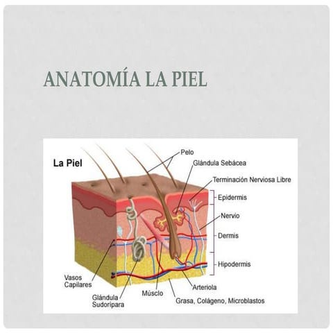Piel anatomia y fisiologia