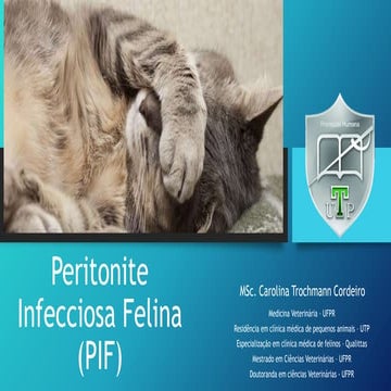 Peritonite Infecciosa Felina: Veja Como Tratar A Doença – WATQVT