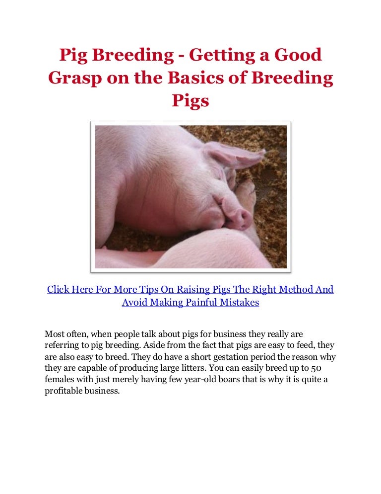 Pig Behavior Tips Why Is It Vital When Handling and Dealing With Yo…
