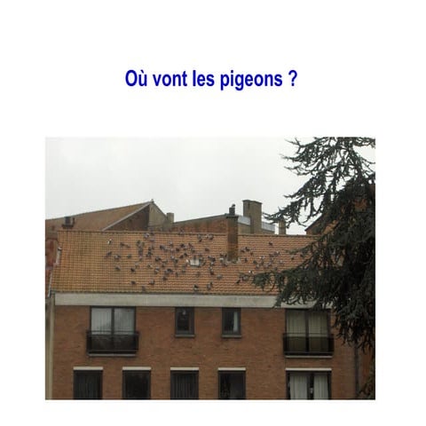 Pigeons