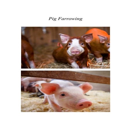 Pig farrowing crates