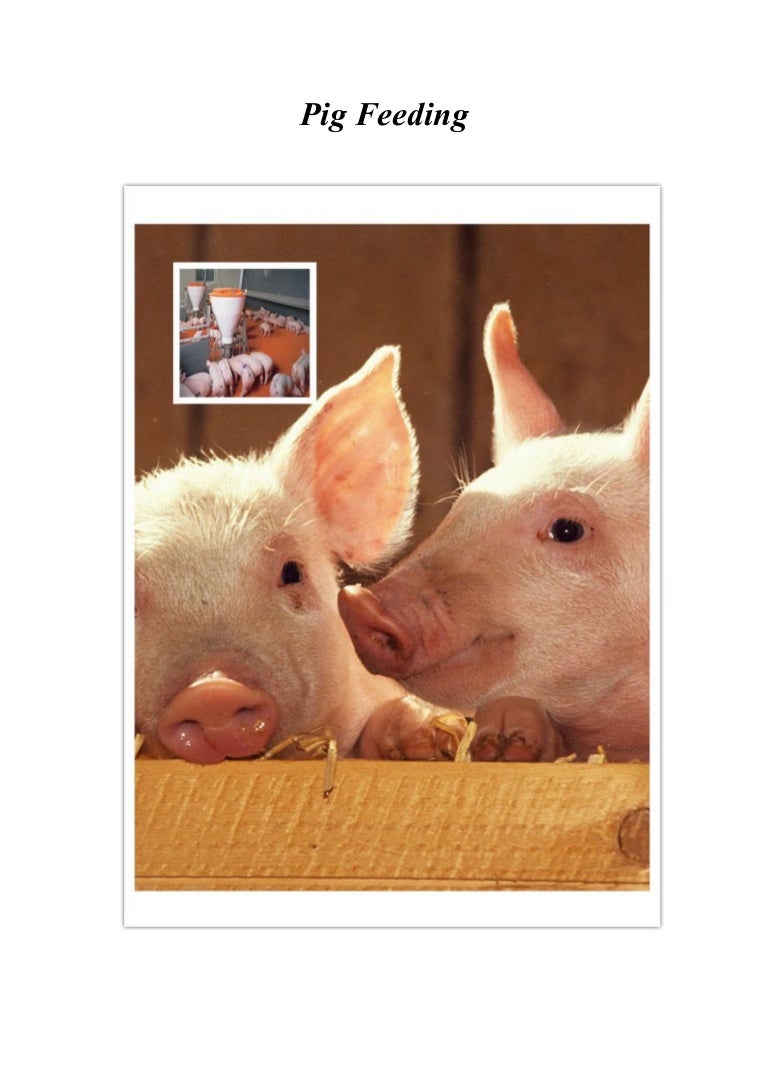 Automatic Pig/Hog FeedersFull Equipped Pig Farming Accessories