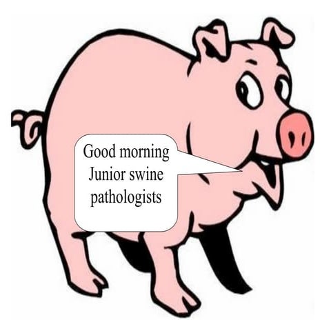 Pig path quiz | KEY