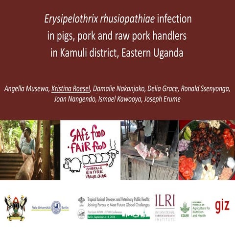 Erysipelothrix rhusiopathiae infection in pigs, pork and raw pork handlers in...