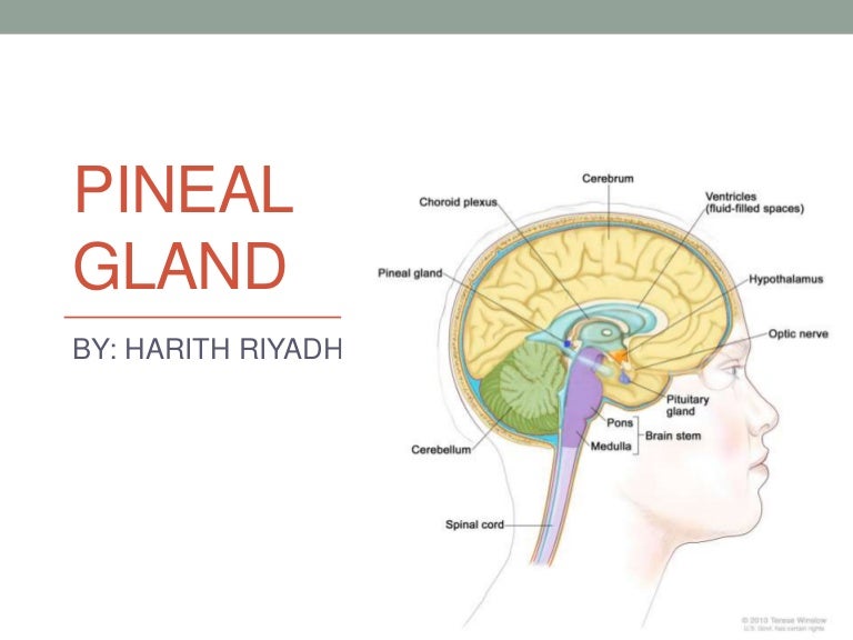 Pineal gland.ANTOMY .HISTOLOGY.FUNCTION