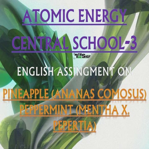 Pineapple (ananas comosus)