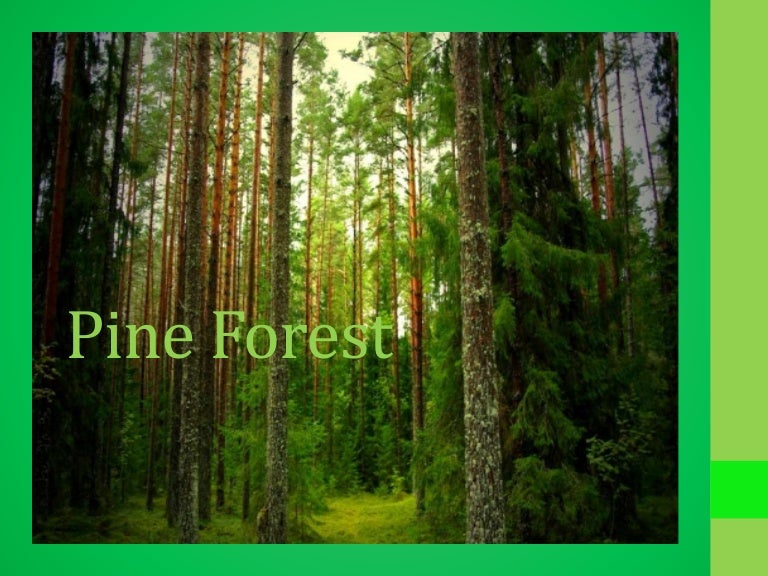 Pine forest