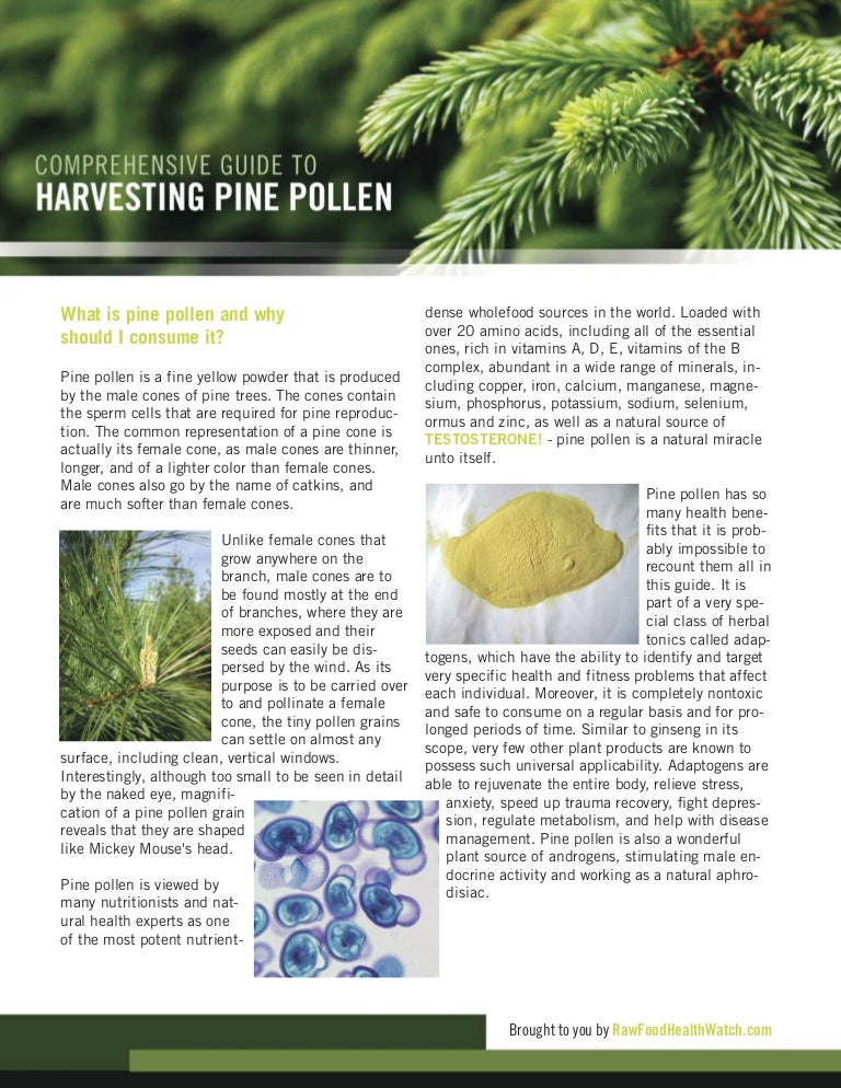 Comprehensive Guide to Harvesting Pine Pollen