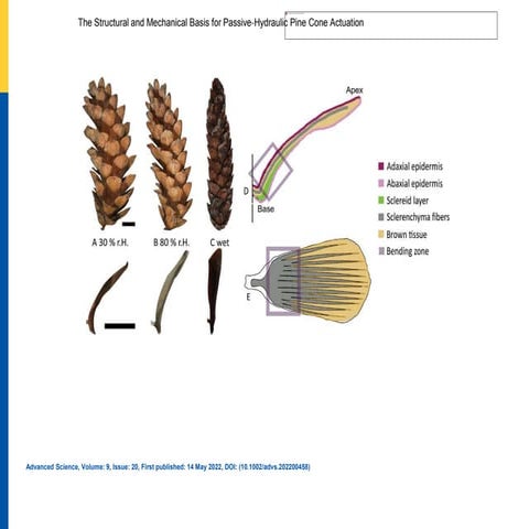 Pines.pptx | Biological Sciences | Science