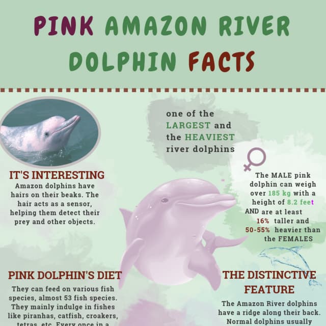 Pink amazon river dolphin facts