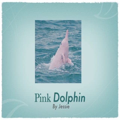 Pink Dolphin