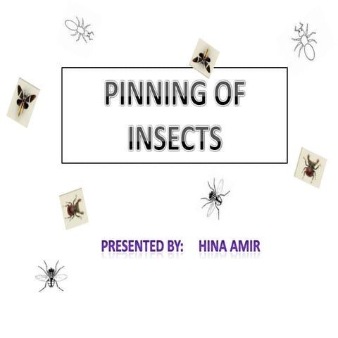 Pinning insect 