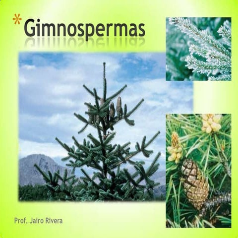 GIMNOSPERMA pinophyta-130220113754-phpapp01.pptx