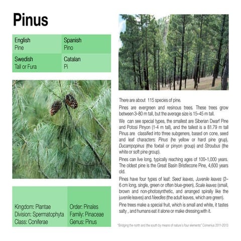Pinus | PDF