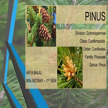 PINUS- Arya Baiju.pptx msc botany plant structre