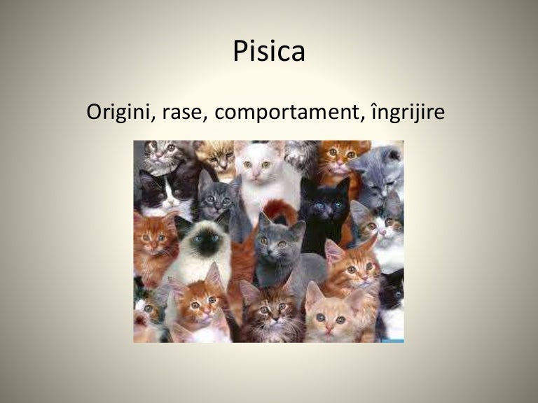 Pisica