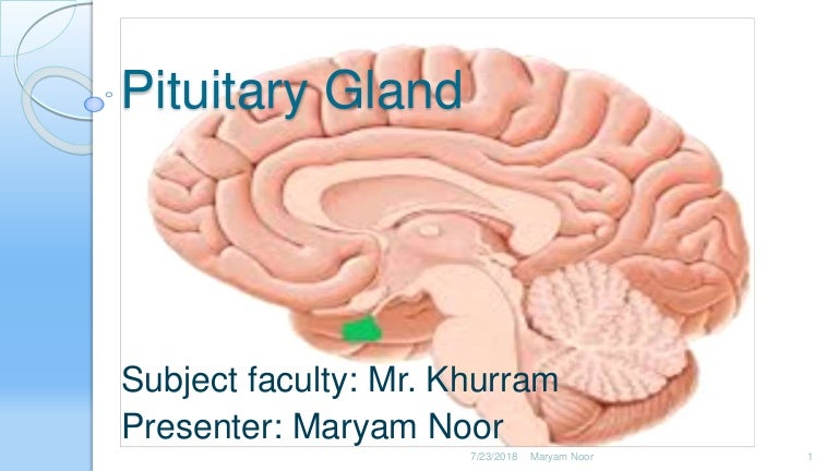 Pituitary gland (1)