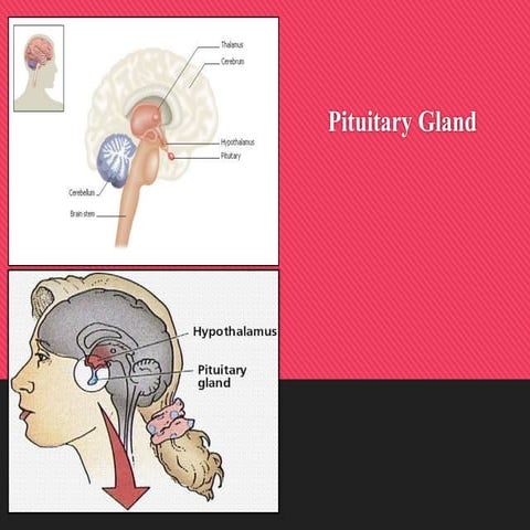 Pituitory gland