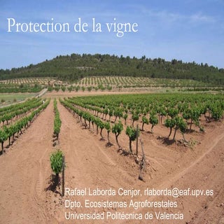 Pi viñafrancespara pdf