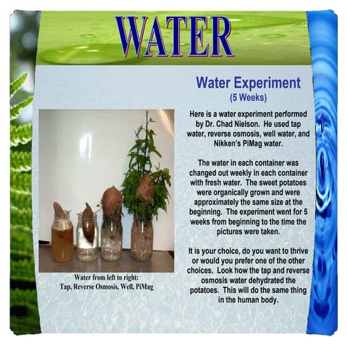 Pi Water Sweet Potato