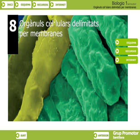 Orgànuls cel·lulars delimitats per membranes