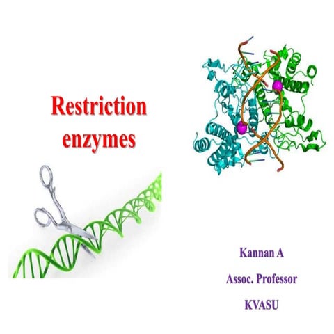 Restriction enzymes