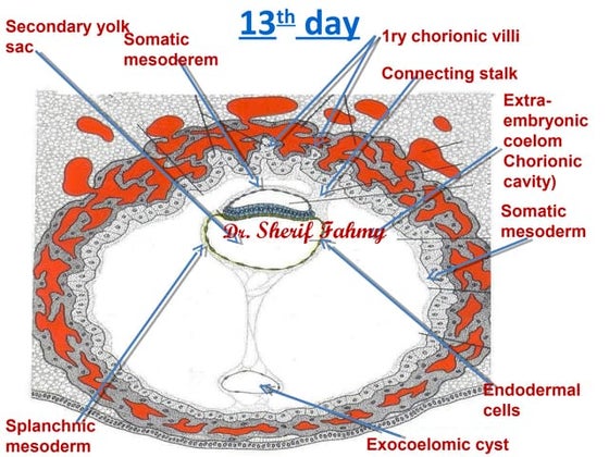 Decidua & Chorionic Velli (General Embryology) | PPT