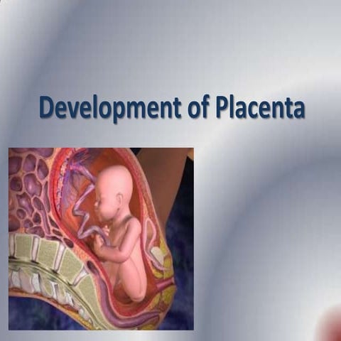 Placenta development