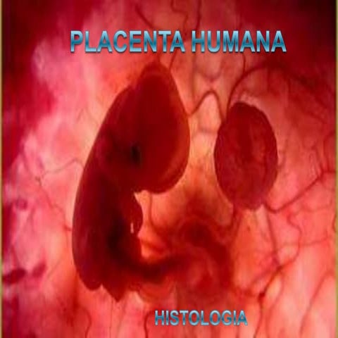 histología de placenta humana y glándula mamaria