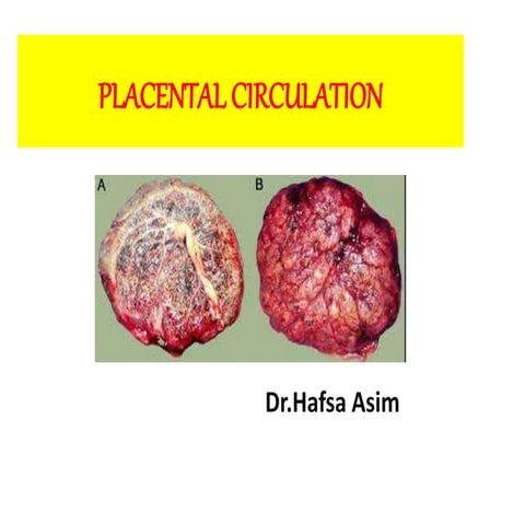 Placental circulation Biology Diagrams