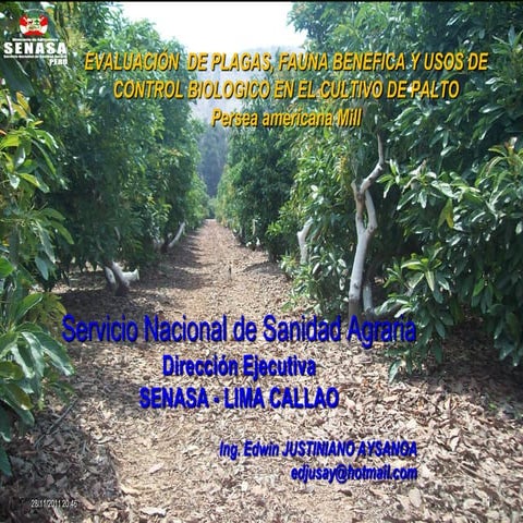 Evaluación de Plagas en Palto