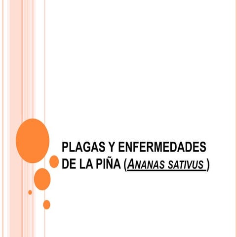 FENOLOGIA DE LA PIÑA | PDF