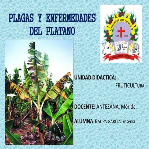 Plagas y enfermedades de l platano  juanjui villa prado zeng rojas alvarado