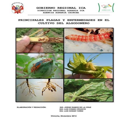 Principales Plagas y enfermedades en Algodon