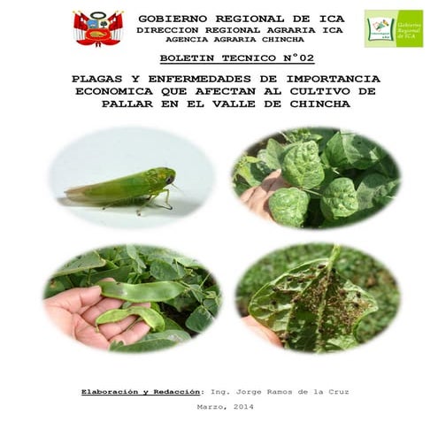 Plagas y enfermedades en pallar
