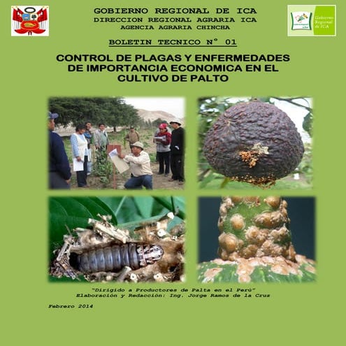 Plagas y enfermedades en palto 2014