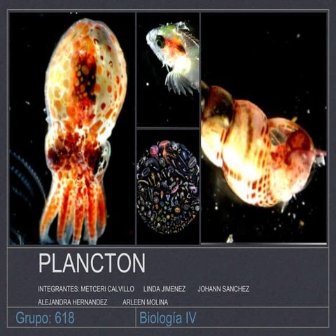 Plancton