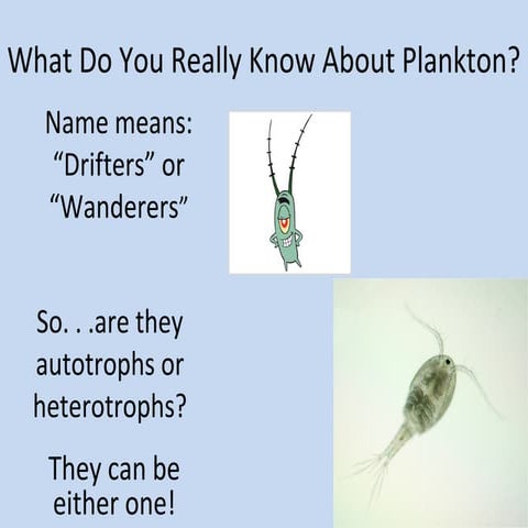 Plankton PowerPoint
