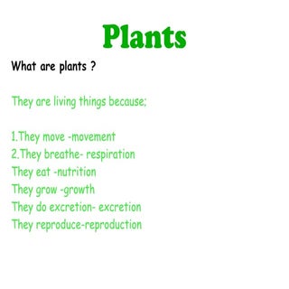 Plant